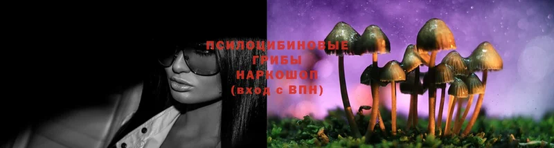 цены   Беломорск  Галлюциногенные грибы Psilocybine cubensis 